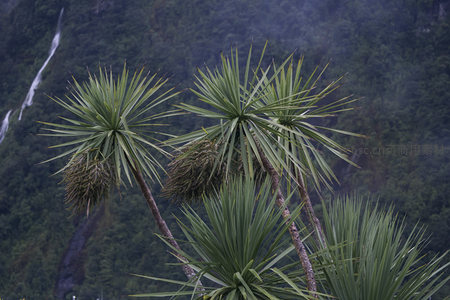 雨林深处棕榈花序特写显生机