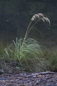 水边芦苇随风轻舞倒影婆娑