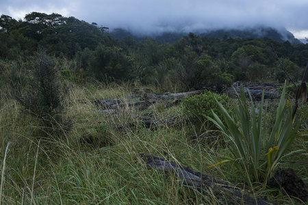 云雾笼罩山林草地野趣盎然