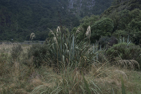山谷芦苇丛生远山瀑布如画