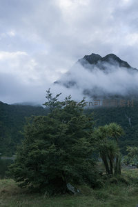 云雾缭绕山峰与绿树相映成趣