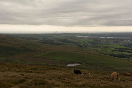 牛群悠然吃草，俯瞰城乡交界