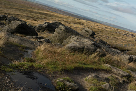 湿滑岩缝间顽强生长的野草特写