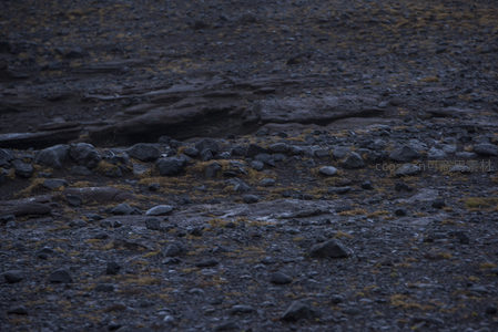 火山熔岩地表，暗色碎石与苔藓共生