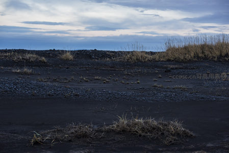 火山灰地上的枯草