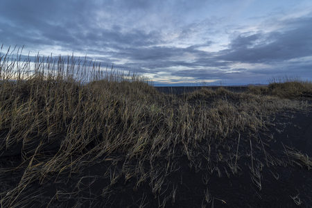 黑沙海岸草丛在暮色中随风摇曳