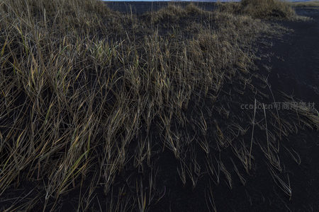 微距下的黑沙与枯草纹理细节