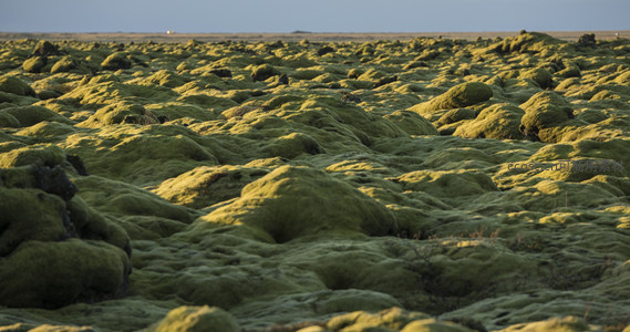 阳光下的苔原奇景，绿意盎然