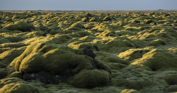 微距视角下的苔藓丘陵，细节震撼