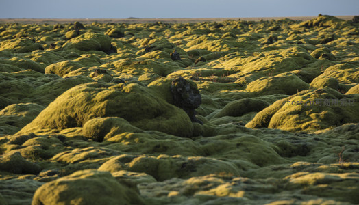 苔藓地毯般的大地，充满生机