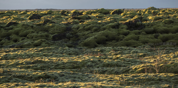 黄昏时分的苔藓平原，静谧辽阔