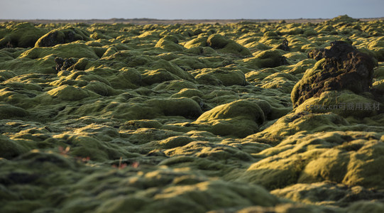 苔藓覆盖的火山岩地貌