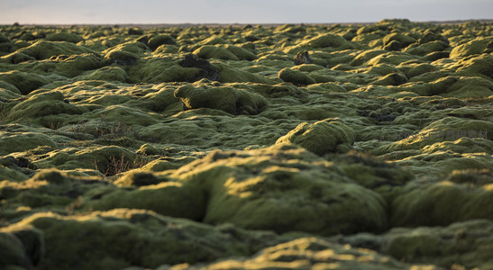 绿色苔原的细腻纹理