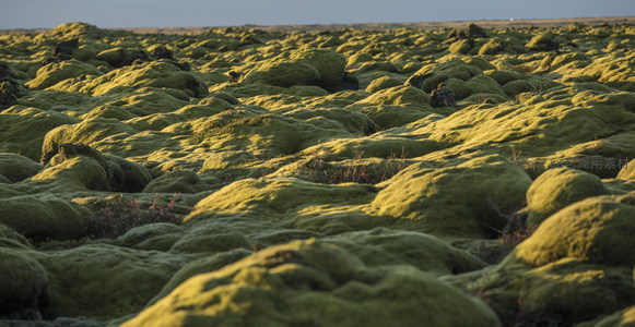 金色阳光下的苔藓大地