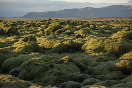 远山下的苔藓平原