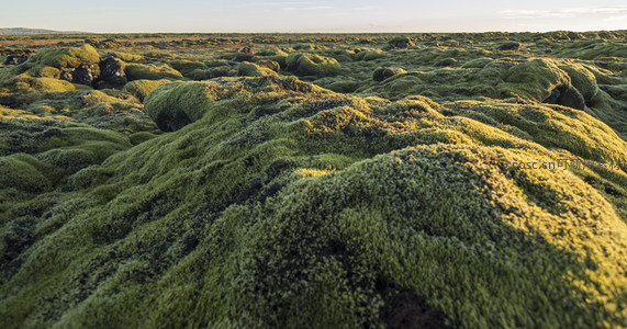 苔藓覆盖的火山岩地貌，绿意盎然