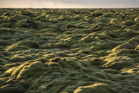 无垠苔原在暮色中铺展如毯