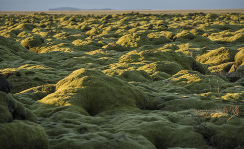 阳光亲吻苔藓丘陵，光影交织