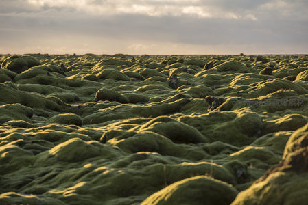 云层之下，苔藓覆盖的奇幻大地