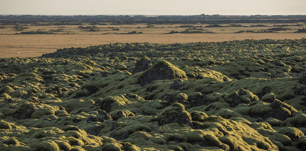 苔藓覆盖的火山岩地貌