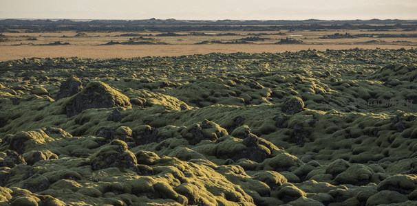 冰岛苔原的绿色地毯