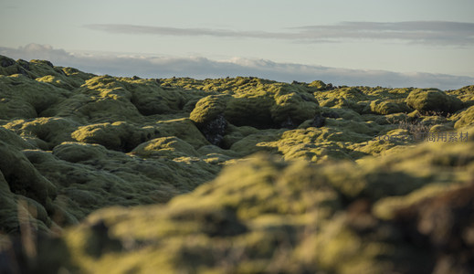 微距下的苔藓世界