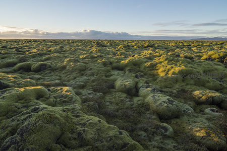 夕阳下的苔藓平原