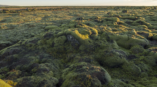 苔藓覆盖的火山岩地貌在夕阳下熠熠生辉