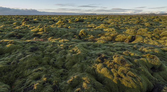 无垠苔原在晨光中铺展如绿色绒毯