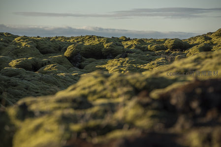 微距镜头下的苔藓世界如外星地貌般奇幻