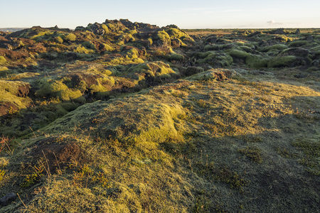 阳光洒落苔藓丘陵，光影交织成大地诗篇