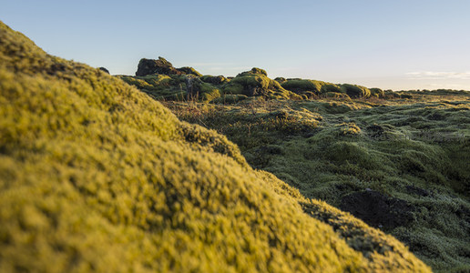 低角度仰拍苔藓坡面，感受自然的磅礴与细腻