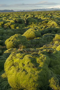 远眺苔原地貌，雪山为背景的奇幻绿色世界