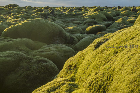 微距视角下的苔藓纹理，展现自然的细腻与生命力