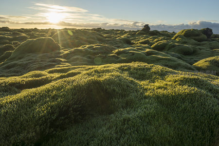 日出时分的苔藓原野，金色光芒穿透云层洒向大地