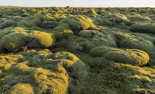 苔藓覆盖的火山岩地貌，生机盎然