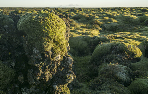 特写镜头下的苔藓火山岩，纹理清晰