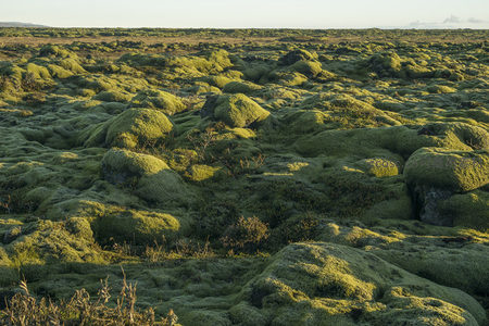 晨曦中的苔藓大地，光影交织如画
