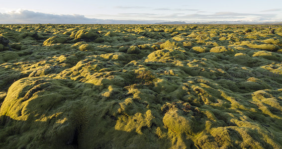 苔藓覆盖的火山岩地貌在阳光下熠熠生辉