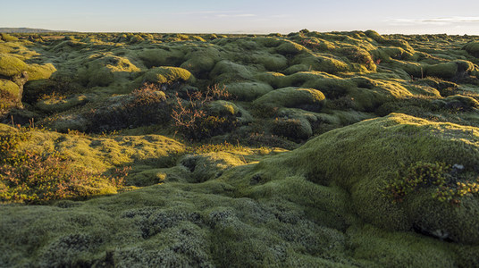 晨光中的苔藓地毯铺展至天际线
