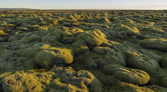 阳光下的苔藓丘陵宛如外星绿毯