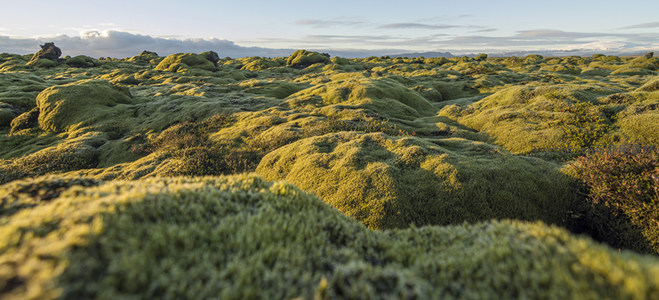 低角度镜头捕捉苔藓地貌的细腻肌理