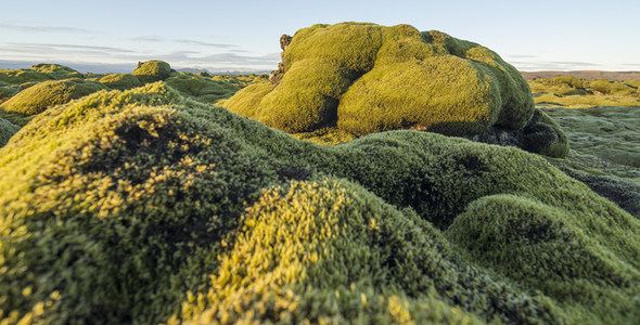 特写镜头下的苔藓巨石如绿绒雕塑