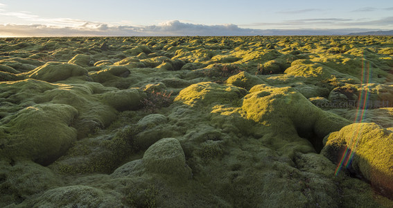 苔藓覆盖的熔岩原野在夕阳下熠熠生辉