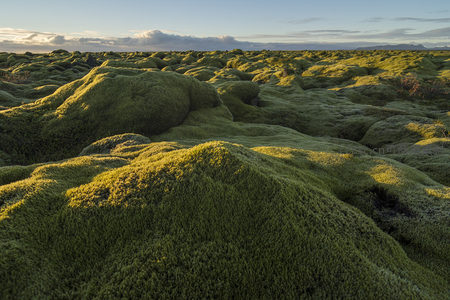 微距视角下的苔藓地毯展现自然肌理之美