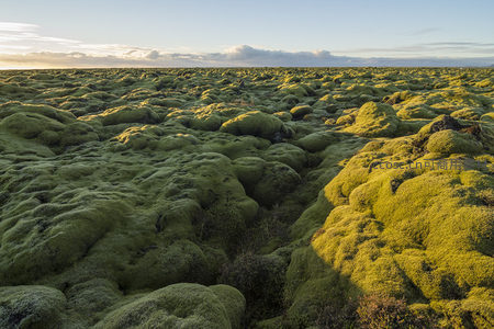 无垠苔原在晨光中泛起翠绿波浪
