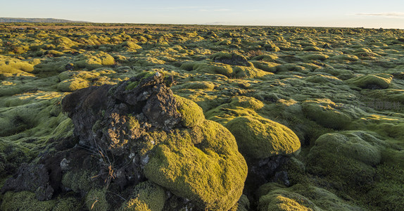 苔藓覆盖的火山岩地貌