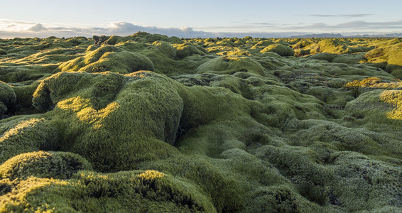 无垠苔原的绿色波浪
