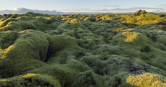 晨曦中的苔藓丘陵