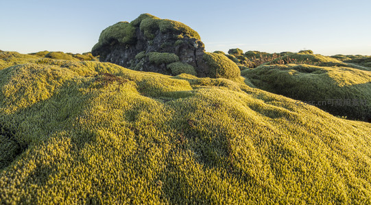 金色苔藓覆盖的巨石
